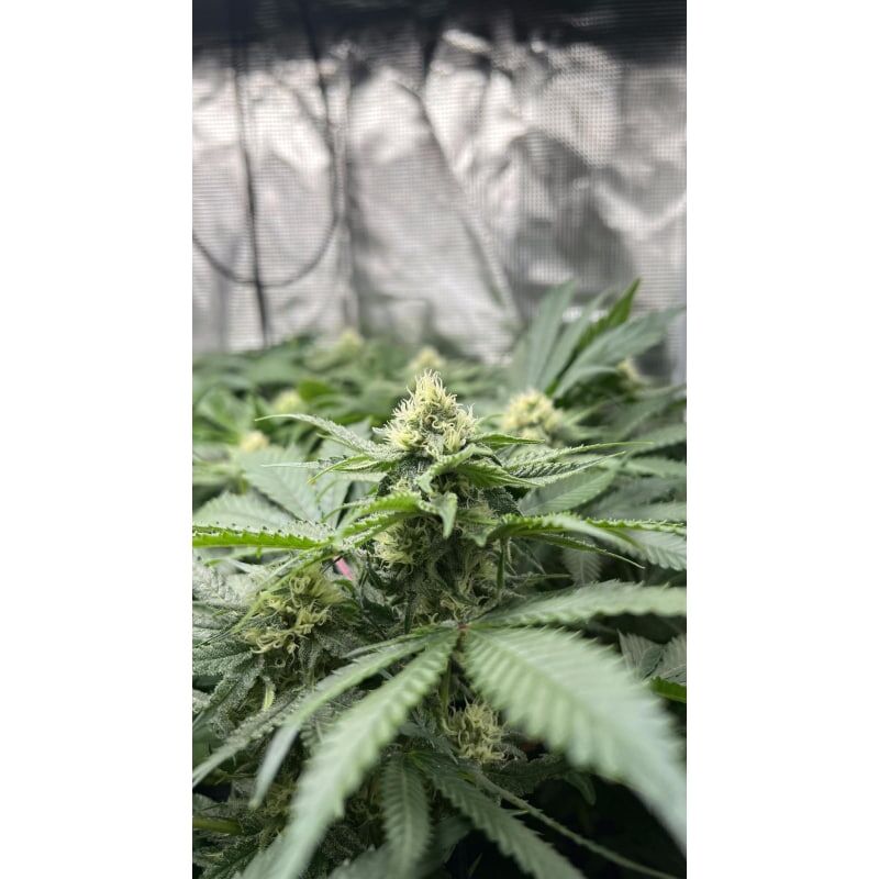 Green Papaya, Фасовка: 5, изображение 5